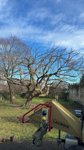 Photo de galerie - Elagage et coupe d'arbres