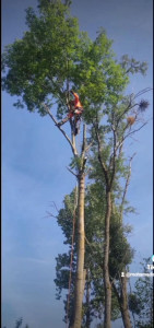 Photo de galerie - Elagage et coupe d'arbres