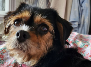 Photo de galerie - Petit chien