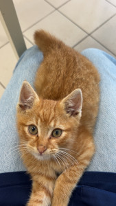 Photo de galerie - Photo d’un chaton que je me suis occupée quand j’étais à la Société Protectrice des Animaux en tant que stagiaire