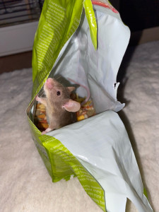 Photo de galerie - Garde animaux