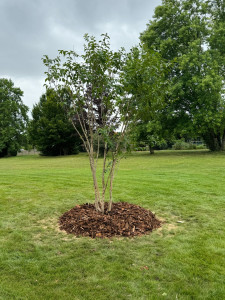 Photo de galerie - Plantation d’un lilas des Inde 