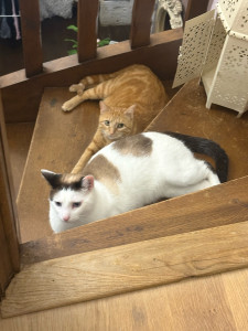 Photo de galerie - Mes 2 chats 