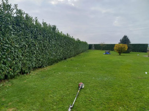 Photo de galerie - Taille de haie entretien de jardins taille de pelouse, des broussaillages. Taille d'arbre et d'arbustres