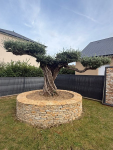 Photo de galerie - Plantation d'un olivier 
