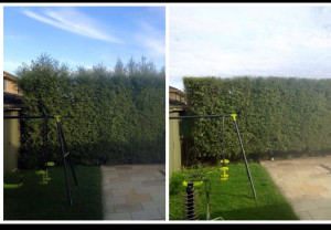 Photo de galerie -  taille de haies 