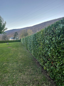 Photo de galerie - Taille haie lauriers