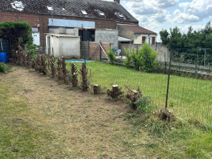 Photo de galerie - Suppression sapins 