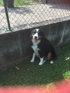 Photo de galerie - Garde chien