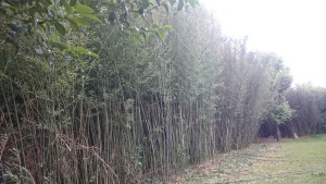 Photo de galerie - Coupe de bambous 