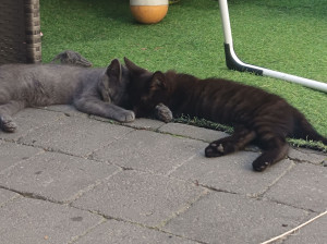 Photo de galerie - Chaton que j ai garder 4 jours 
