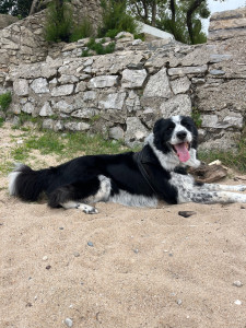 Photo de galerie - Garde chien