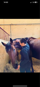 Photo de galerie - Pension chevaux