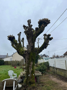 Photo de galerie - Taille d'arbre 