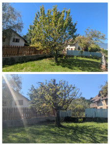 Photo de galerie - Elagage et coupe d'arbres
