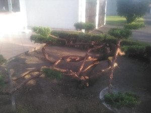 Photo de galerie - Taille de haies et d'arbustes