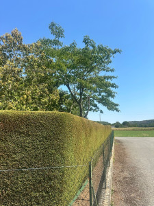 Photo de galerie - Taille de haies et d'arbustes