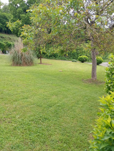 Photo de galerie - Tonte de pelouses 