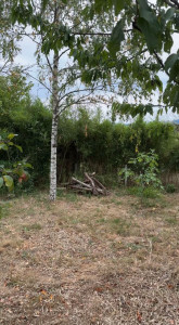 Photo de galerie - AVANT Débroussaillage bambou