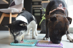 Photo de galerie - Activité tapis de léchage 