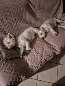 Photo de galerie - Olya et Suzie ?