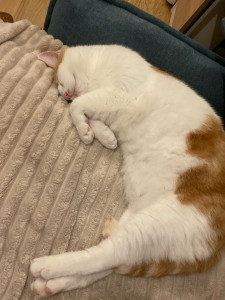 Photo de galerie - Simba