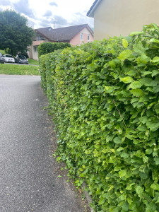 Photo de galerie - Taille de haies et d'arbustes