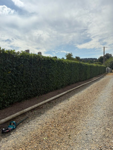 Photo de galerie - Grande haie de charmilles 