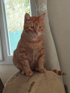 Photo de galerie - Garde chat