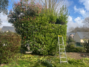 Photo de galerie - Taille de haie