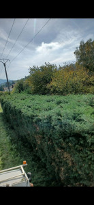 Photo de galerie - Taille de haies et d'arbustes