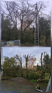 Photo de galerie - élagage de frênes 