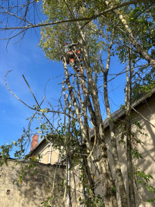 Photo de galerie - Chantier d’élagage 