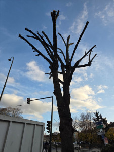 Photo de galerie - Élagage d'un arbre 