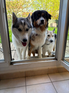 Photo de galerie - Garde et ballades canines 