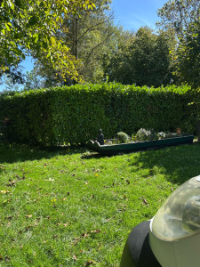 Photo de galerie - Taille de haie de laurier 