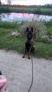 Photo de galerie - Garde de chien 