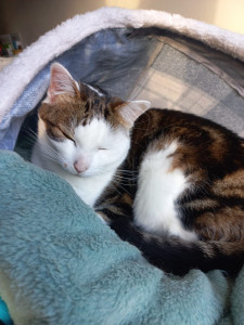 Photo de galerie - Népoin notre chat