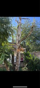 Photo de galerie - Elagage et coupe d'arbres