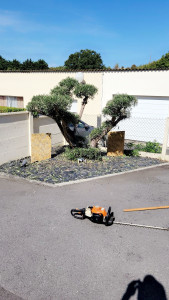 Photo de galerie - Taille de Bonsaï