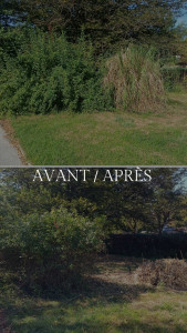 Photo de galerie - Taille de haies et d'arbustes