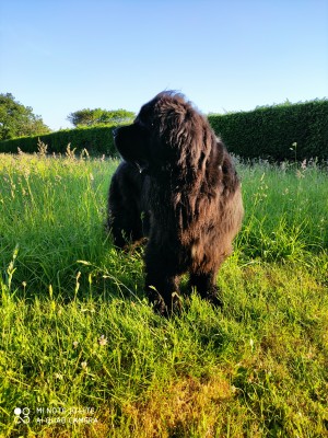 Photo de galerie - Garde animaux