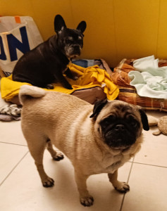 Photo de galerie - Momo ( vieux Bouledogue Français ), un petit papi gentil & sa copine Opium ( Carlin ) en demande d'amour !