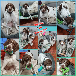 Photo de galerie - Garde chien