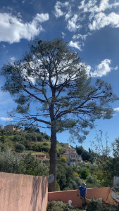 Photo de galerie - Taille de formation d’un pin d’Alep en Ornementale 