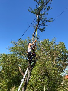 Photo de galerie - Elagage et coupe d'arbres