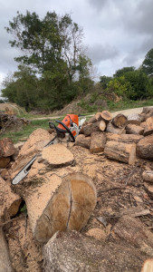 Photo de galerie - Abattage d’arbre 