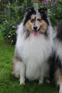 Photo de galerie - Mon chien Quantum, castré, 5 ans, très aimant des enfants, chats et chiens