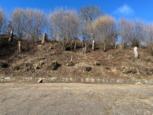 Photo de galerie - Taille noisetier