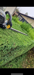 Photo de galerie - Taille de haies